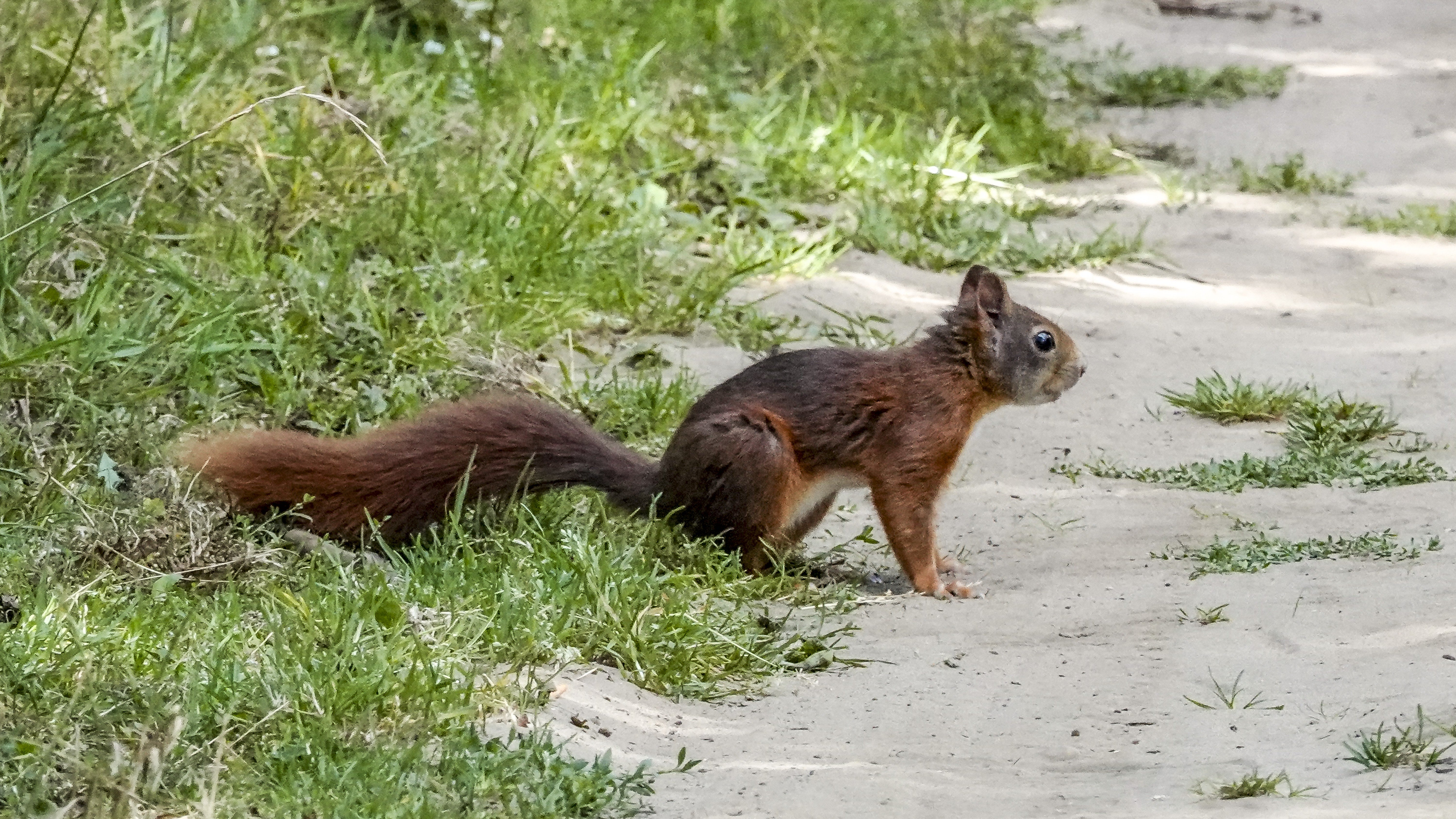 Eekhoorn in de AWD