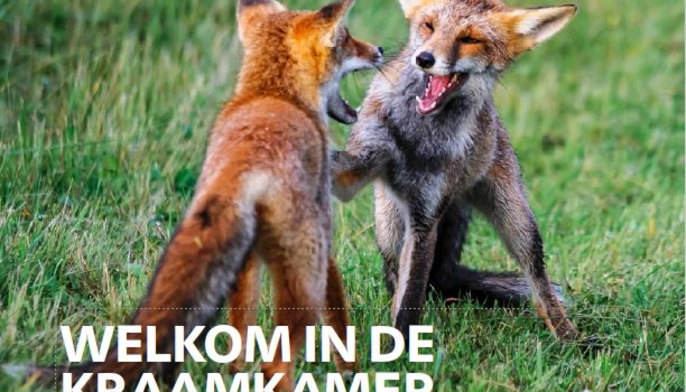 Vossen aan het spelen