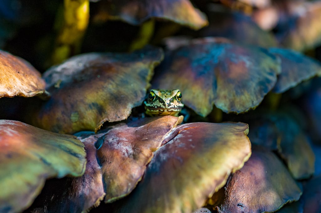 Groene kop van een kikker tussen bladeren.