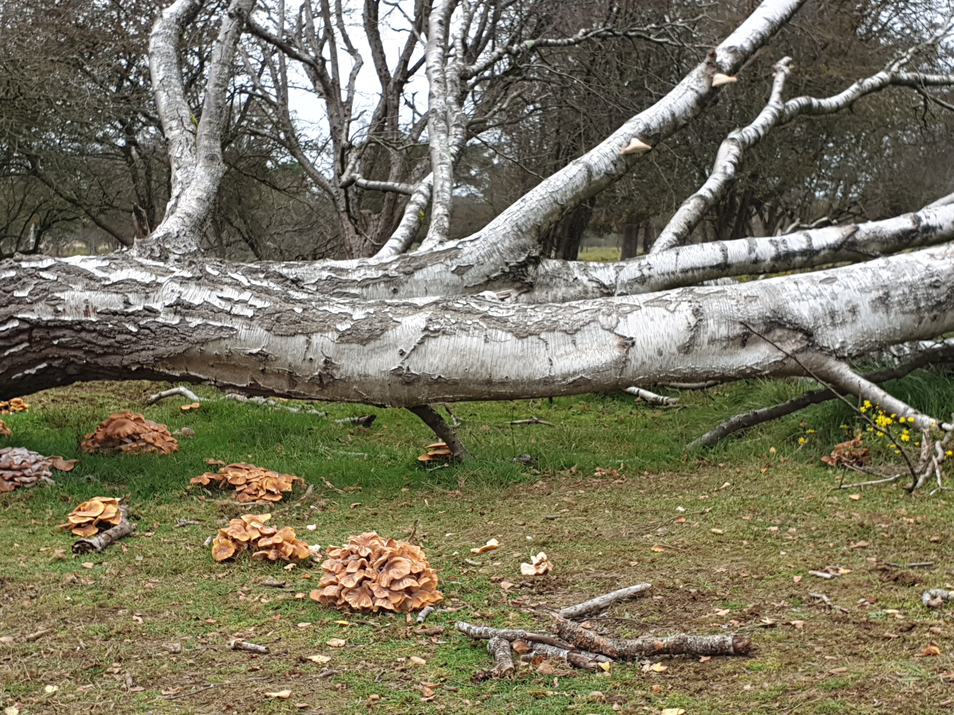 Omgevallen berk met eromheen paddenstoelen