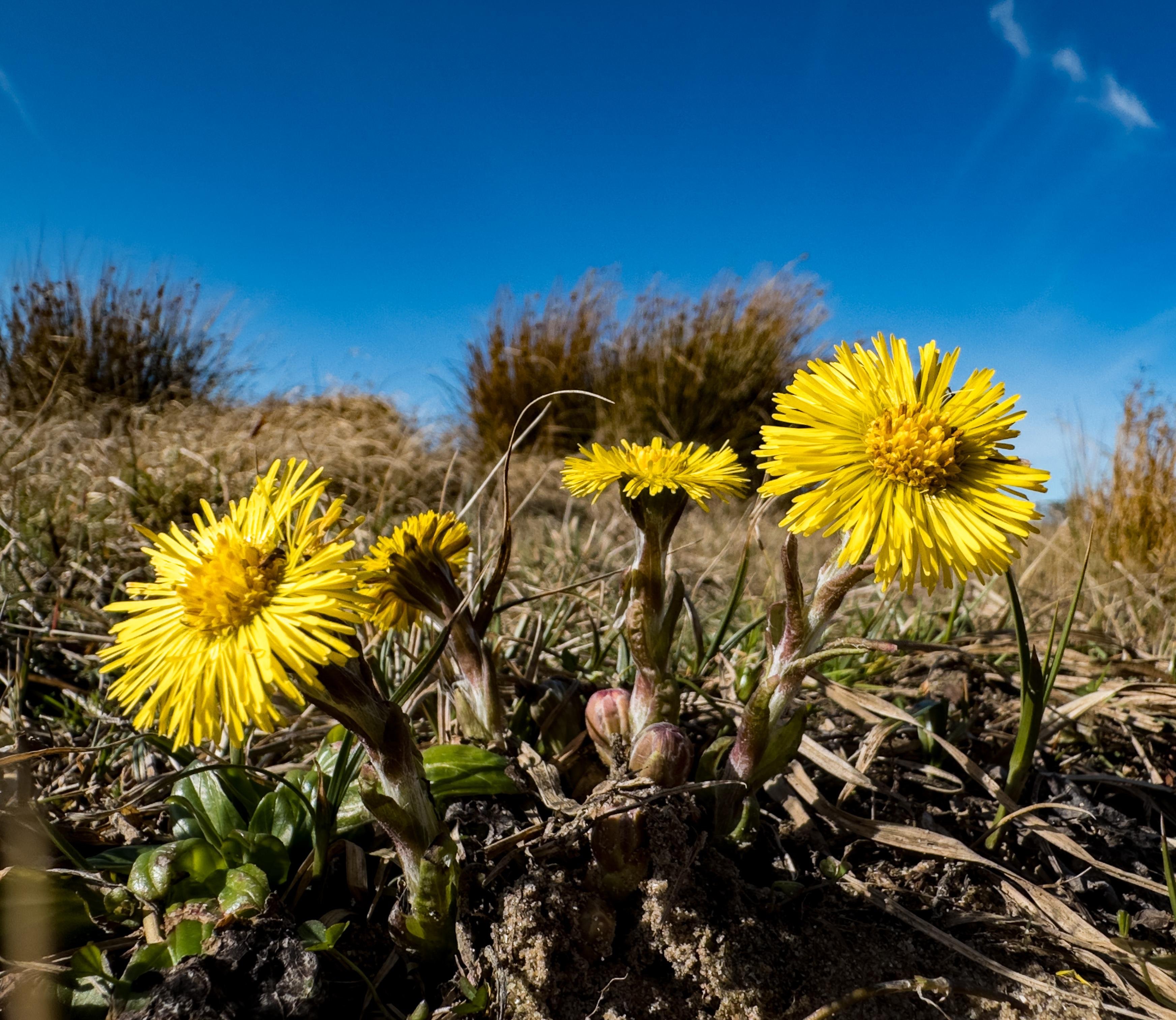 Gele voorjaarsbloem klein hoefblad