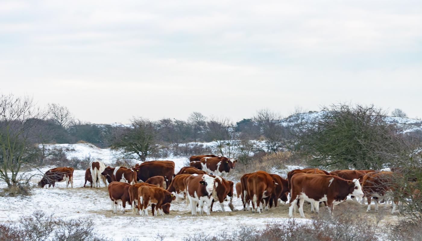 Koeien in de AWD