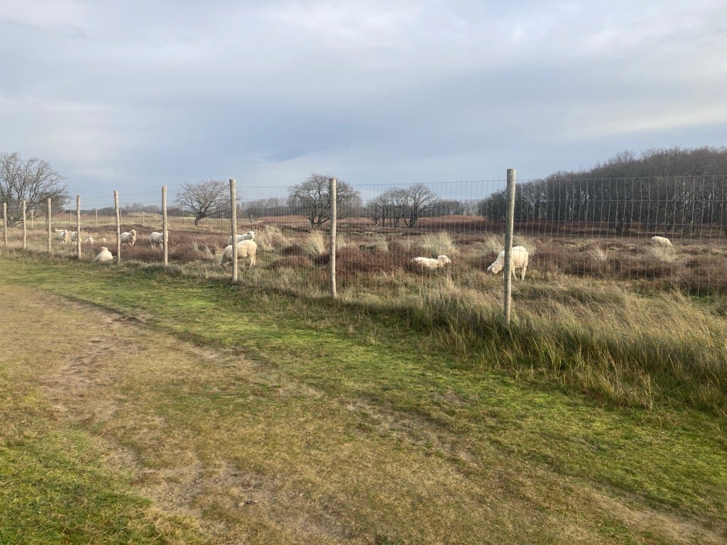 Grazende schapen in een het hekken afgeschermd duingebied.