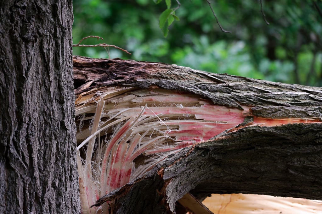 Afgebroken boomtak na een storm