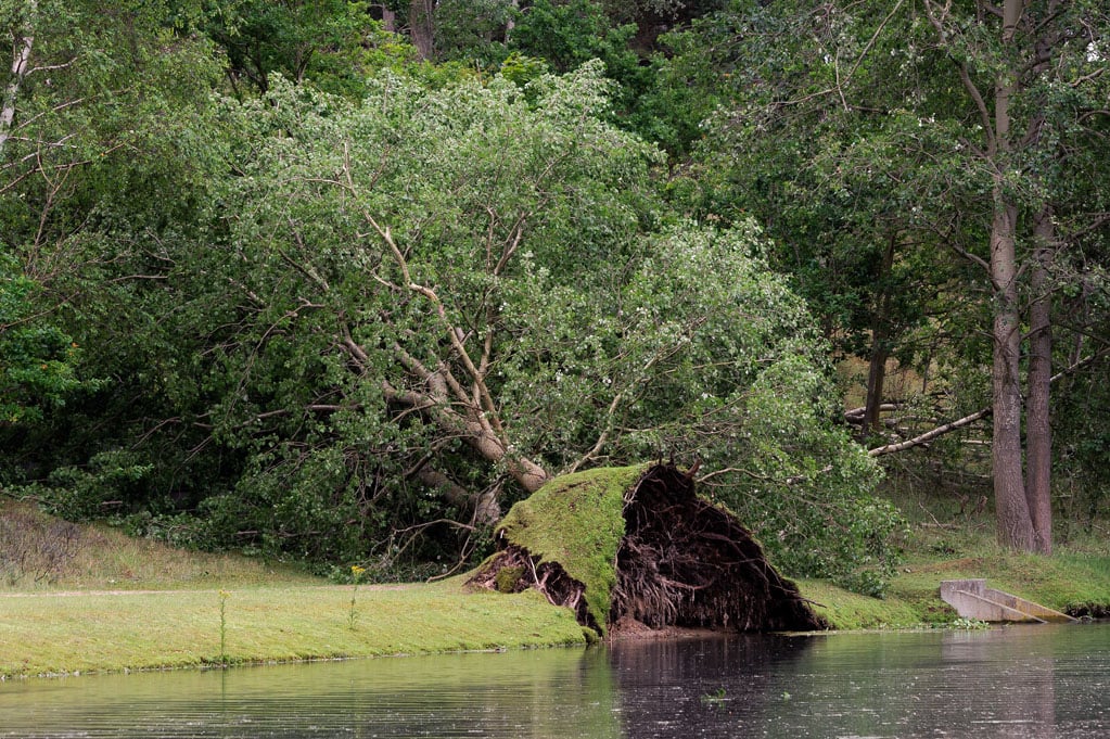 Door storm omgewaaide boom