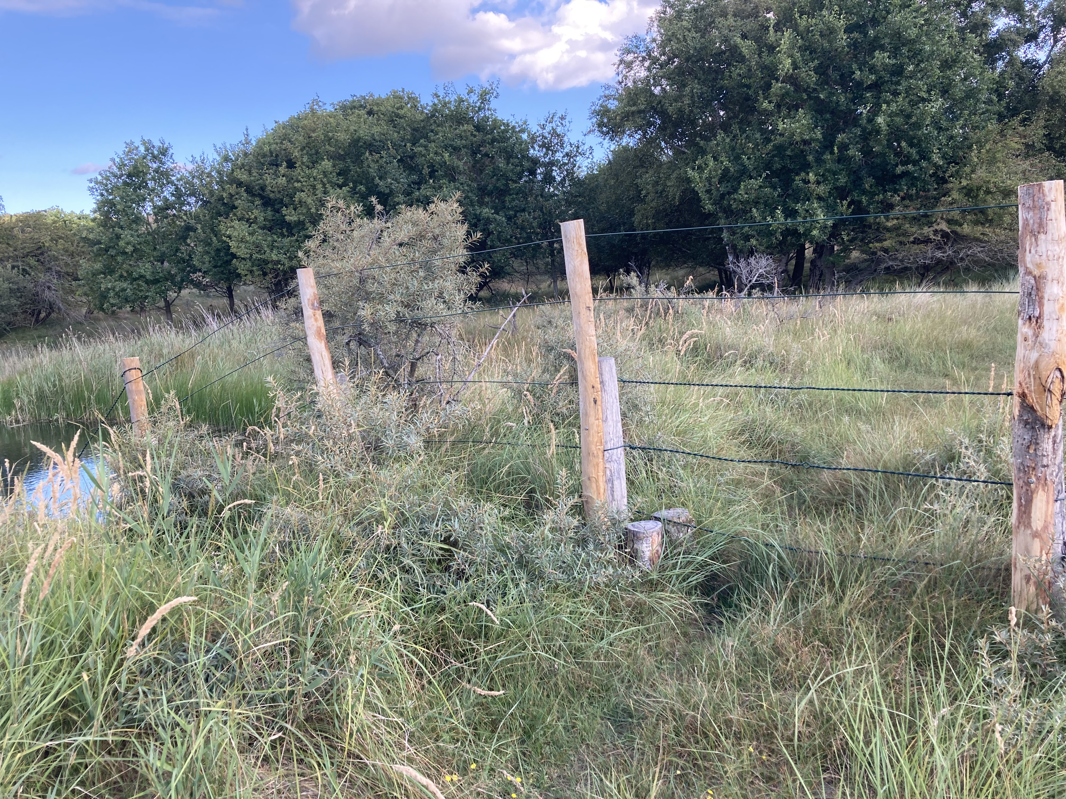Houten palen in het duingras met rasterdraad.
