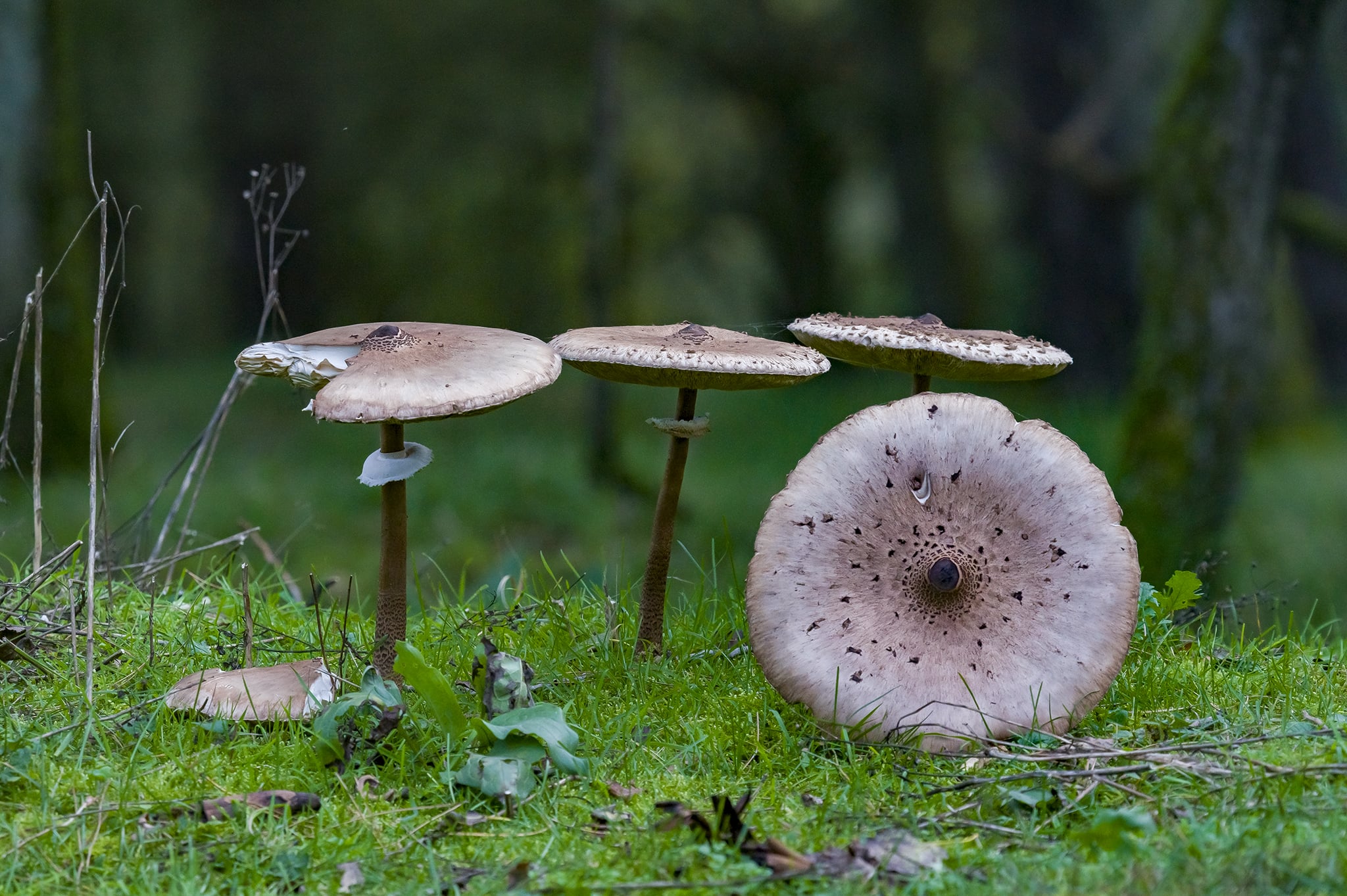 Drie parasolzwammen op een rijtje met een omgevallen hoedje