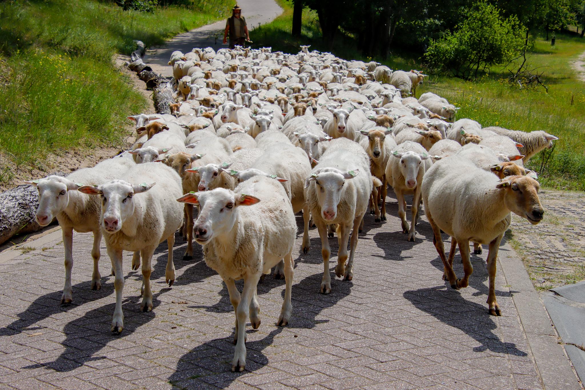 Een kudde kaalgeschoren schapen loopt over een pad de AWD in.