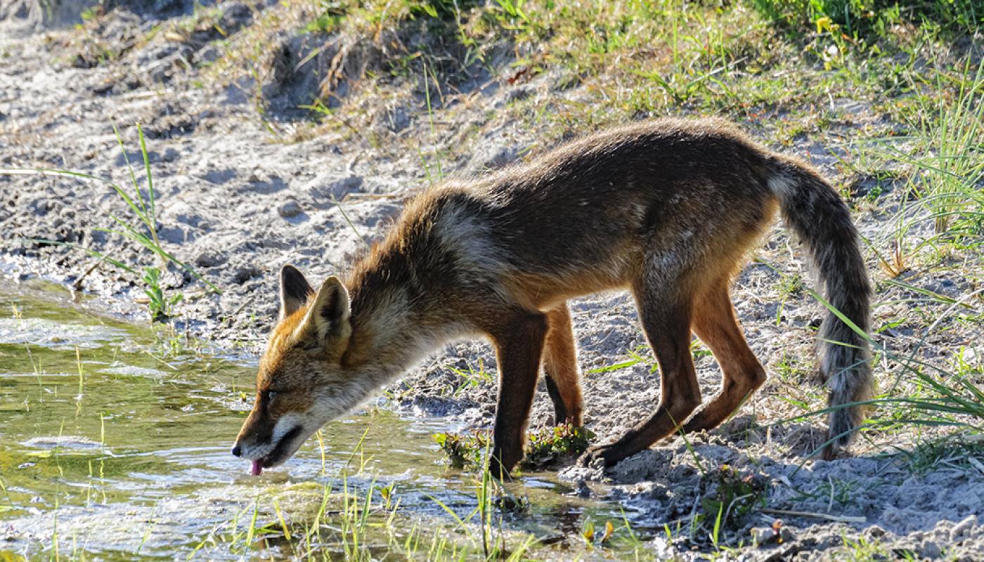 Vos water drinken