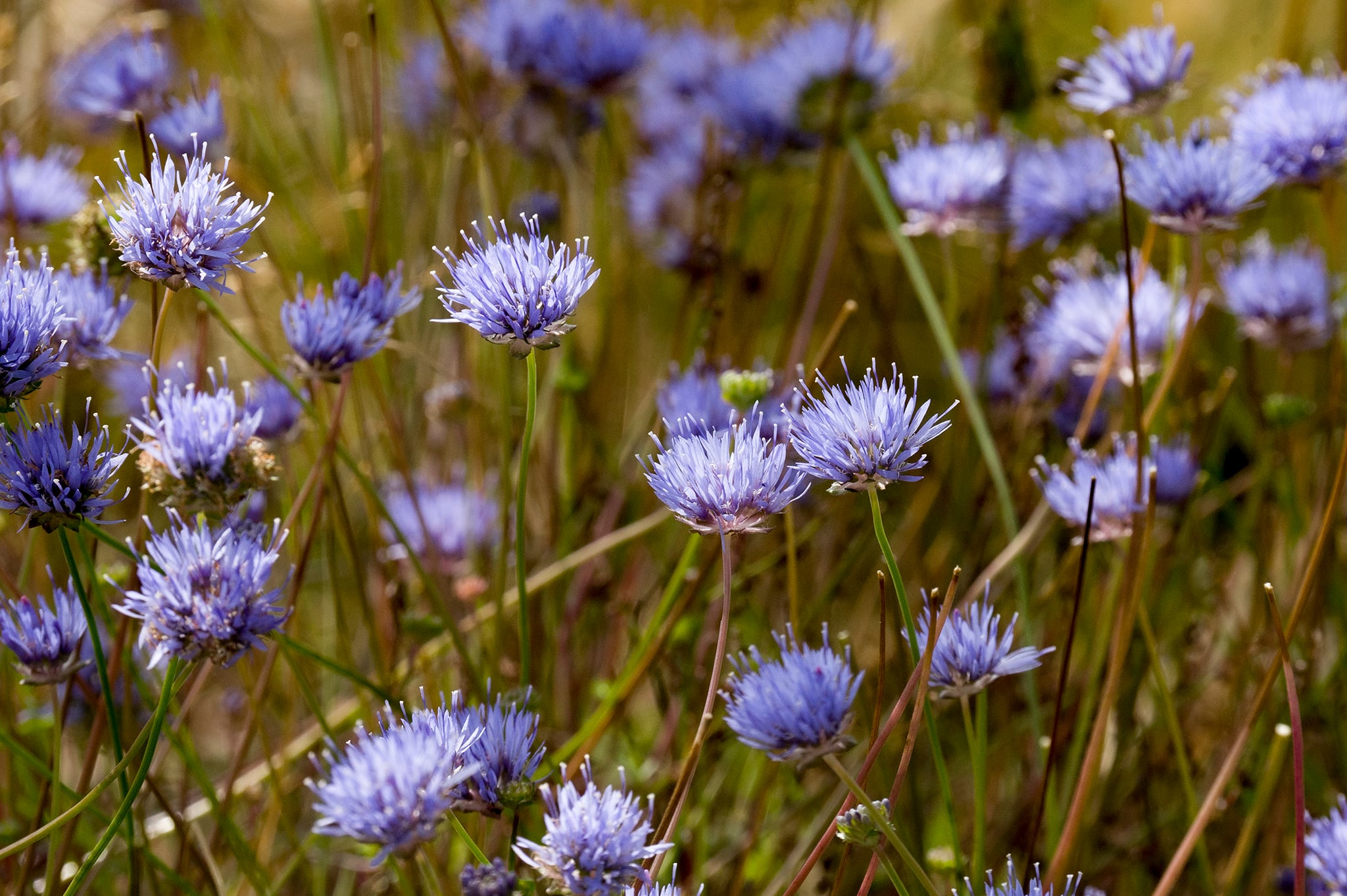 Duinveld met bloemen van het zandblauwtje