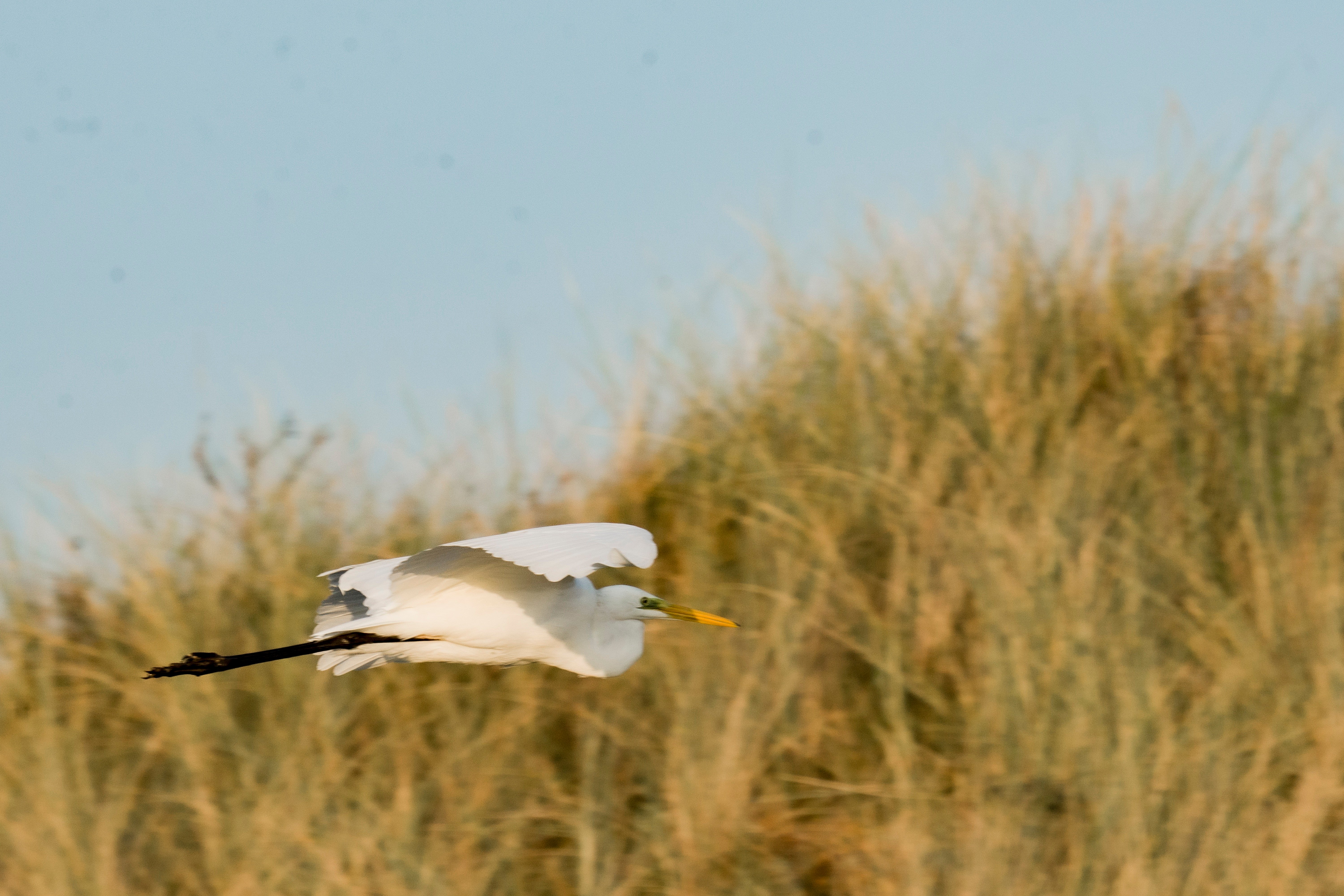 Zilverreiger vliegt langs dorre rietstengels