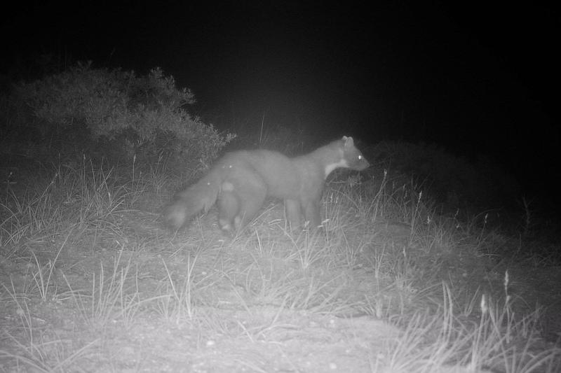 Beeld wildcamera boommarter