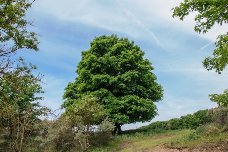 Esdoorn