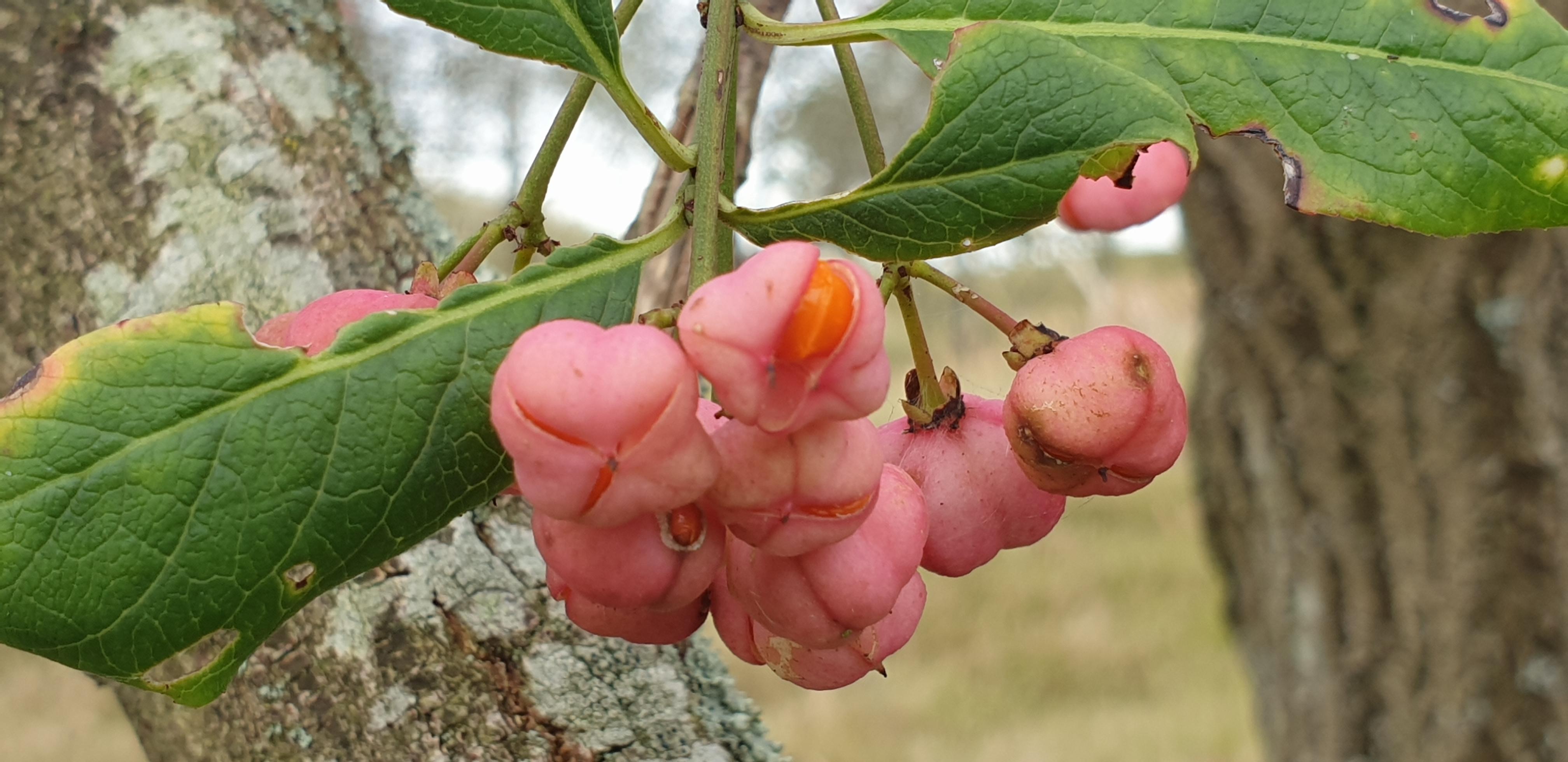 kardinaalsmuts