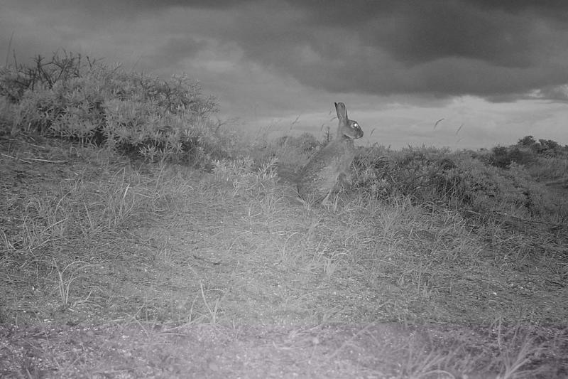 Beeld wildcamera konijn