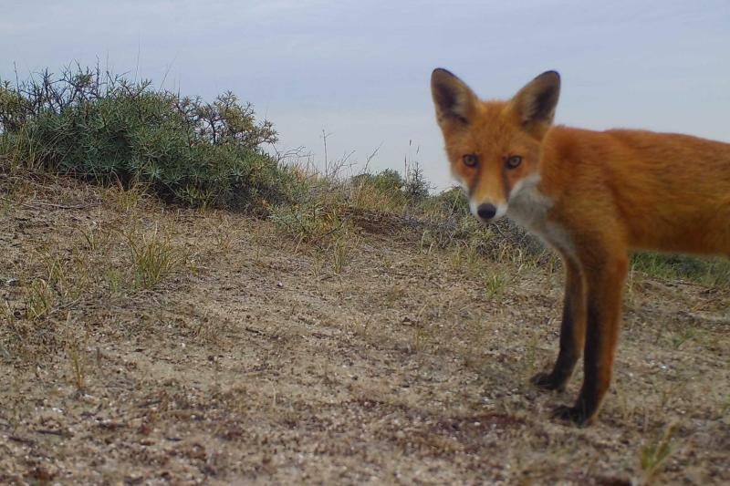 Beeld wildcamera vos