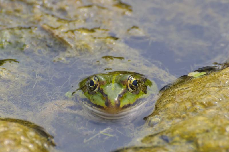 Kikker in het water