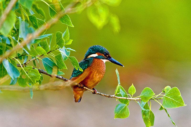 Afbeelding van ijsvogel